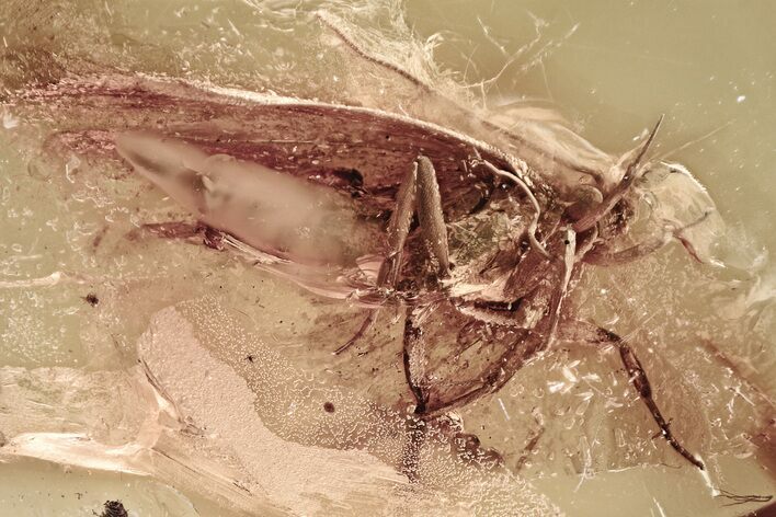 Giant Fossil Moth (Lepidoptera) in Baltic Amber #325268